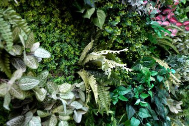 Yeşil arka planda tropik yeşil yaprak, yeşil yaprakların arka planı, yaz ya da bahar mevsimi.