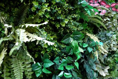 Yeşil arka planda tropik yeşil yaprak, yeşil yaprakların arka planı, yaz ya da bahar mevsimi.