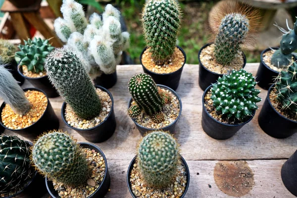 Collection Divers Cactus Plantes Succulentes Dans Différents Pots Cactus Pot — Photo