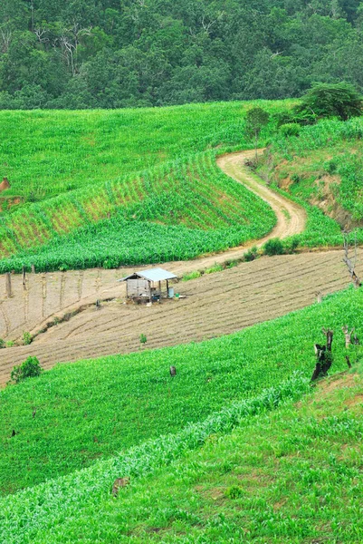 Terrace Rice Fields Mae Chaem Chiang Mai Thailand — стокове фото