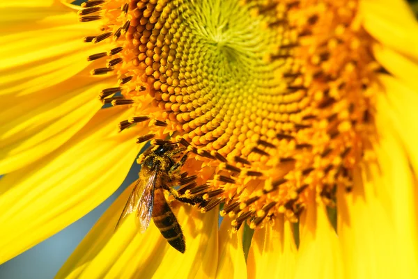 Zonnebloem — Stockfoto