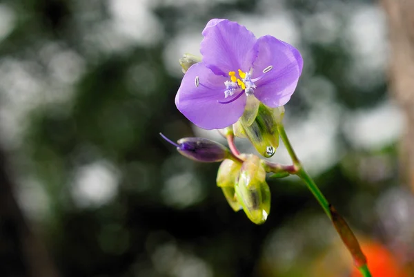 Flor giganteum Murdannia — Fotografia de Stock