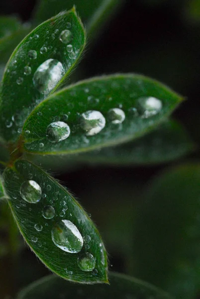 雨緑キンレンカの葉でバランスをとる. — ストック写真