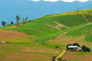 Mae Mae Chaem, Chiang Mai, Kuzey Tayland pirinç yüksek görünüm teraslar.