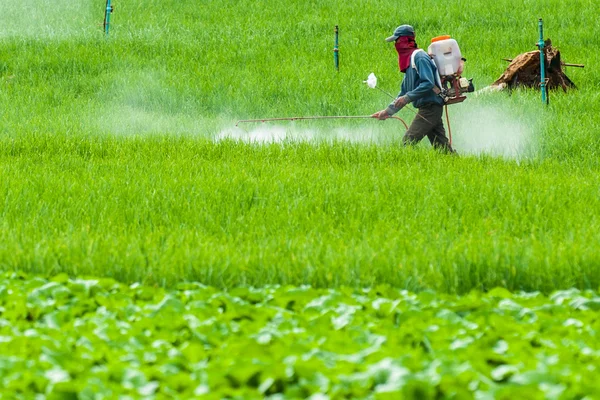 Farmář rozprašování pesticidů na terase rýžových polí — Stock fotografie