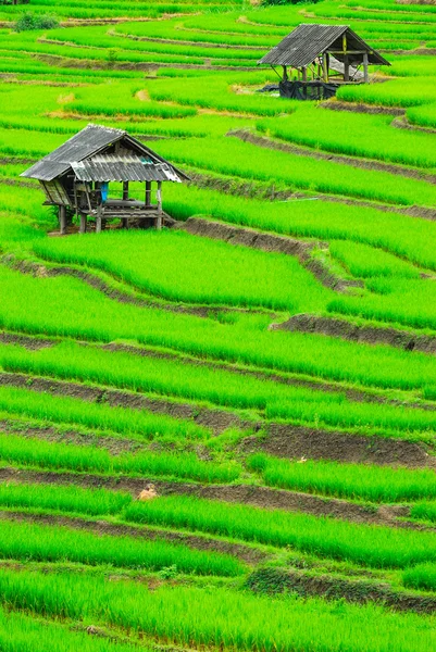 Campo de arroz Cottage Terrace no distrito de Mae Chaem Chiang Mai, Tailândia — Fotografia de Stock