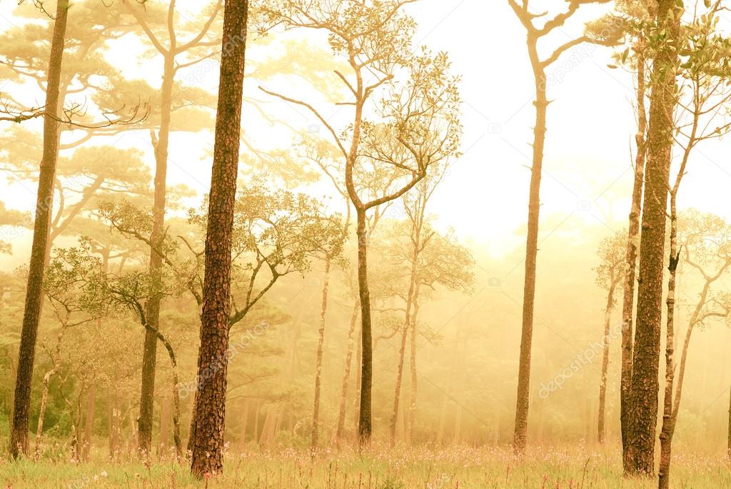 Pine tree forest in the mist at Phu Soi Dao national park Uttaradit province Thailand