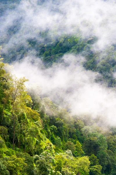 Bosque en las montañas cubiertas por la niebla — Foto de Stock