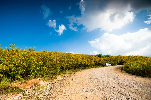 Dok Bua Tong a Mae Moh, Lampang Thailandia — Foto Stock