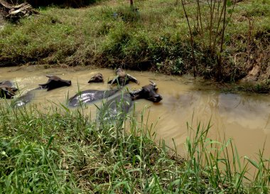 Buffalo banyo su kanalı