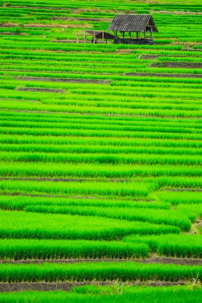 Terrace rice fields in Mae Chaem District Chiang Mai, Thailand — Stock Photo, Image