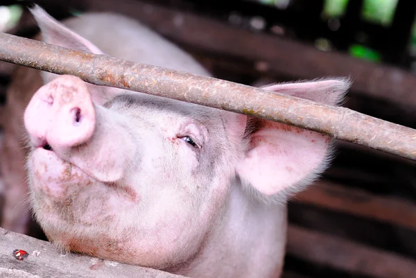 De vele varkens in de kleine farm — Stockfoto