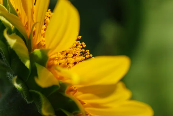 Big sunflower in the garden, Thailand — Stock Photo, Image