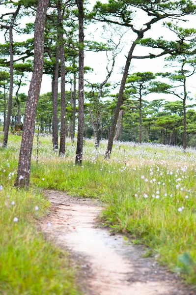 Fußweg im sommergrünen Wald — Stockfoto