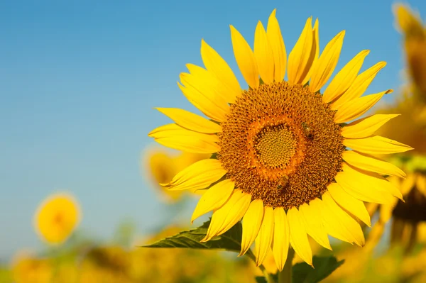 Grand tournesol dans le jardin et ciel bleu, Thaïlande — Photo