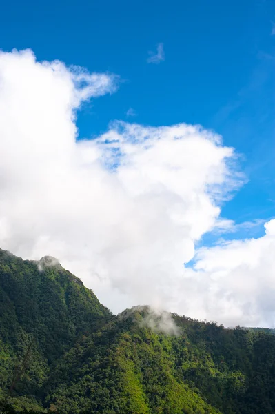 Туман покрытый лесом в горах — стоковое фото