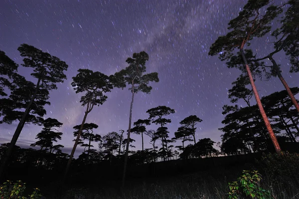 Красивое ночное небо, полное звезд в сосновом лесу Фу Сой Дао национальный парк провинции Уттарадит Таиланд — стоковое фото