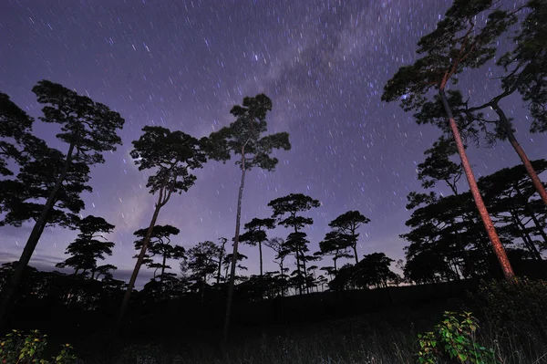 Güzel gece gökyüzünde yıldız çam ağacı orman Phu Soi Dao Milli Parkı Uttaradit il Tayland, tam