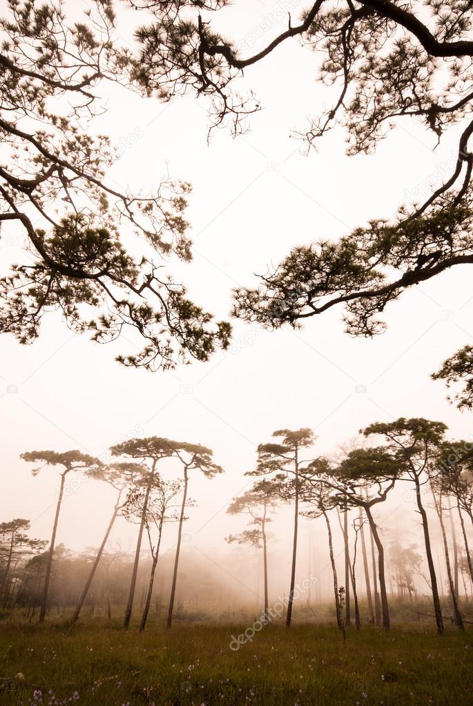 Pine tree forest in the mist at Phu Soi Dao national park Uttaradit province Thailand