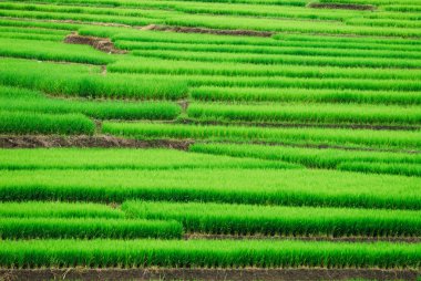 Teras pirinç tarlaları Mae Chaem bölge Chiang Mai, Tayland