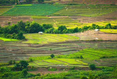 Mae Mae Chaem, Chiang Mai, Kuzey Tayland pirinç yüksek görünüm teraslar