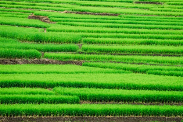 Terraço campos de arroz em Mae Chaem Distrito Chiang Mai, Tailândia — Fotografia de Stock