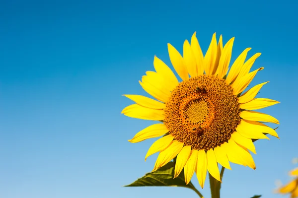 Grand tournesol dans le jardin et ciel bleu, Thaïlande — Photo