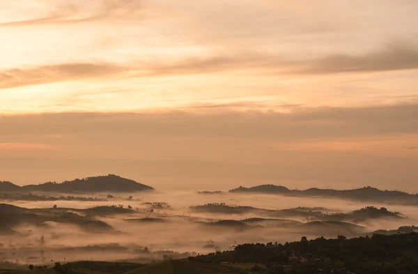 Лес в горах покрыт туманом — стоковое фото