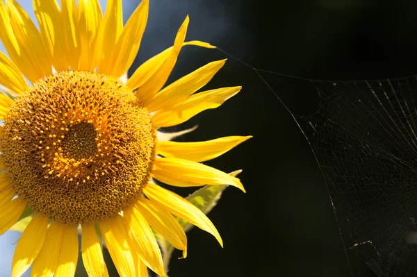 Grande girassol no jardim — Fotografia de Stock