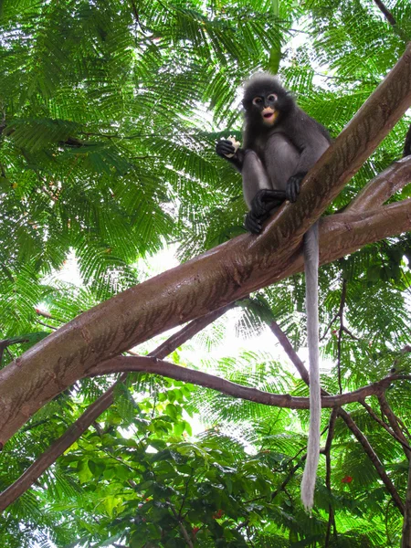 Singe à feuilles crépusculaires — Photo