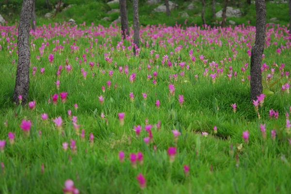 Piękny tulipan siam — Zdjęcie stockowe