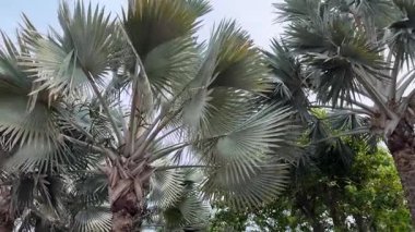 Karayip sahilinde palmiye ağaçlarına bakıyorum.