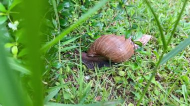 çimenlerin üzerinde sürünerek salyangoz