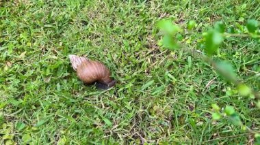 Salyangoz yavaşça yeşil bahçeye doğru ilerliyor.