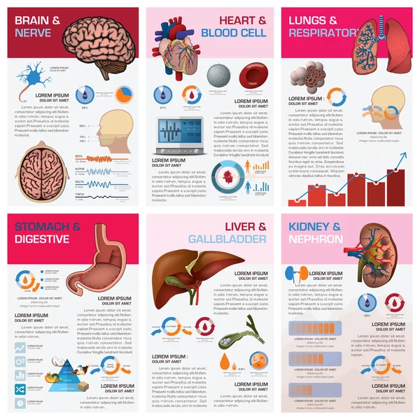 Salud Interna de Órganos Humanos y Diagrama de Cartas Médicas Infografías — Archivo Imágenes Vectoriales