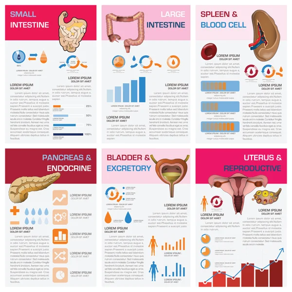 Salud Interna de Órganos Humanos y Diagrama de Cartas Médicas Infografías — Vector de stock