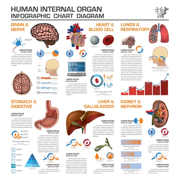 Menselijke inwendige organen gezondheids- en medische Infographic grafiek Diagra — Stockvector