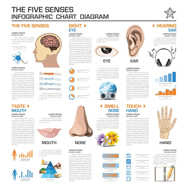 O diagrama gráfico do Infográfico dos Cinco Sentidos — Vetor de Stock