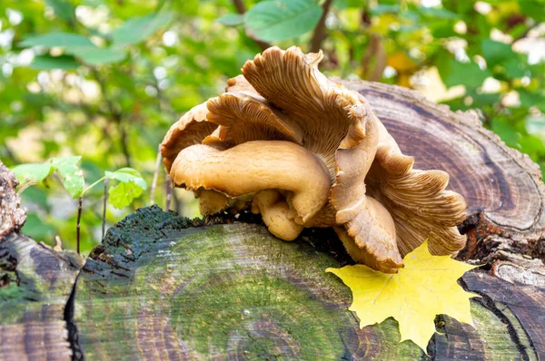 Setas de otoño en un tocón rodeado de colorido follaje —  Fotos de Stock