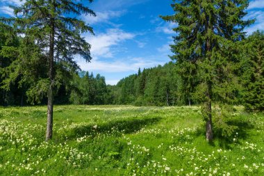 Tarlası olan küçük orman kenarı
