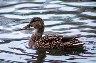 Göldeki ördek yüzüyor