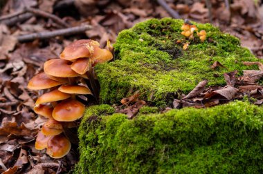 Ormandaki bir kütükte yenilebilir mantarlar yetişir.
