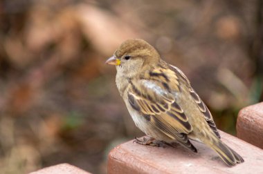 Serçe soğuk bir günde bir tahtada oturur.
