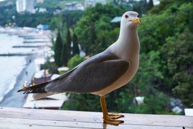 Güney sahil kasabasının arka planında martı martıları var.