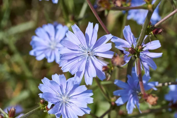 Doğal arka planda mavi çiçek. Yabani hindiba çiçeği. Cichorium İntybus