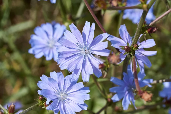 Blaue Blume auf natürlichem Hintergrund. Blume des wilden Chicorée. Cichorium intybus lizenzfreie Stockbilder