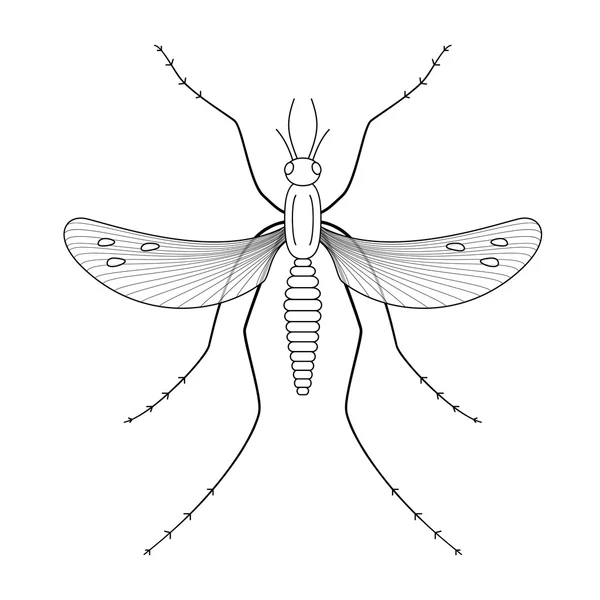 Alam, nyamuk merangsang pemancar penyakit . - Stok Vektor
