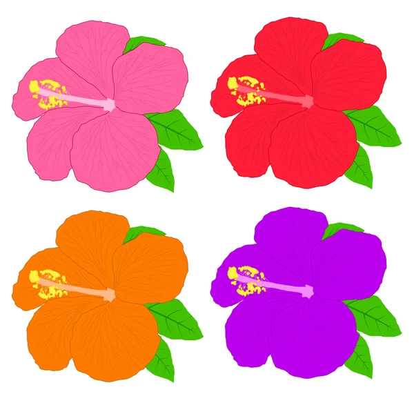 Hibiscus çiçek... düzenlenebilir vektör çizim..