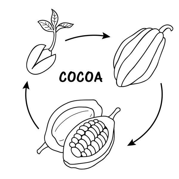 El ciclo de vida del cacao . — Archivo Imágenes Vectoriales