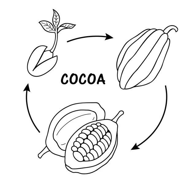 Cyklu życia, kakao. Grafika Wektorowa